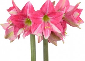 hippeastrum Eon (1)